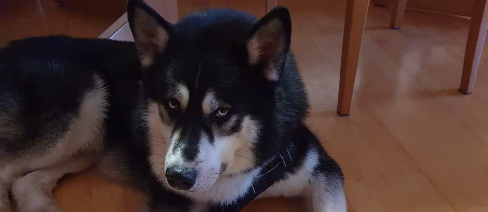 Schwer misshandelt, nun nahm sich Husky Buba einen Anwalt